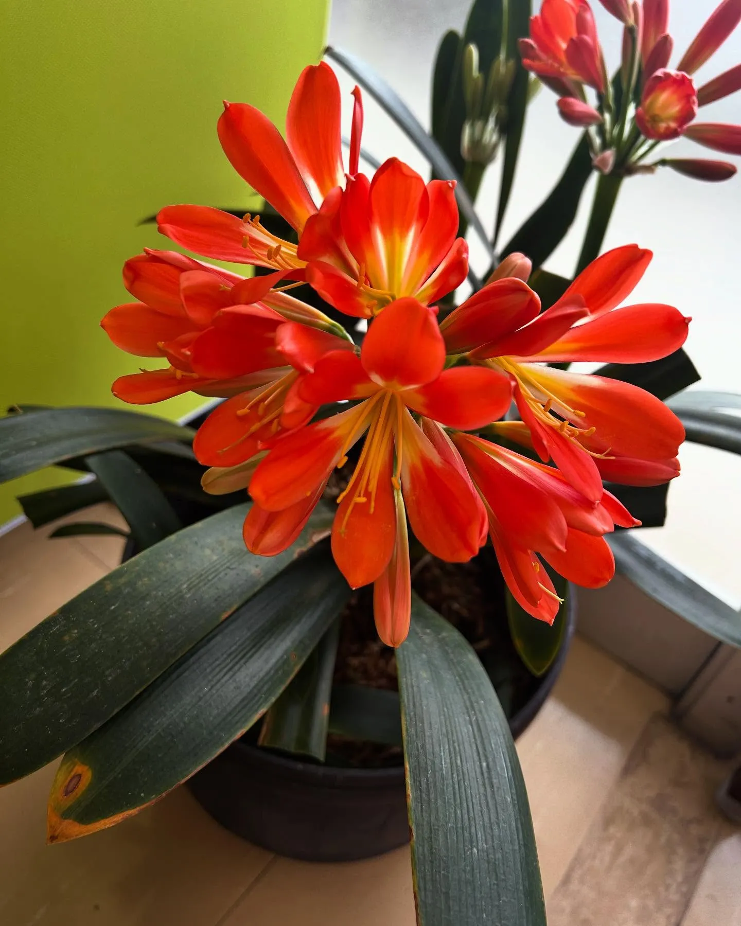 【慢性痛治療するなら久留米市サザン整骨院☝️】