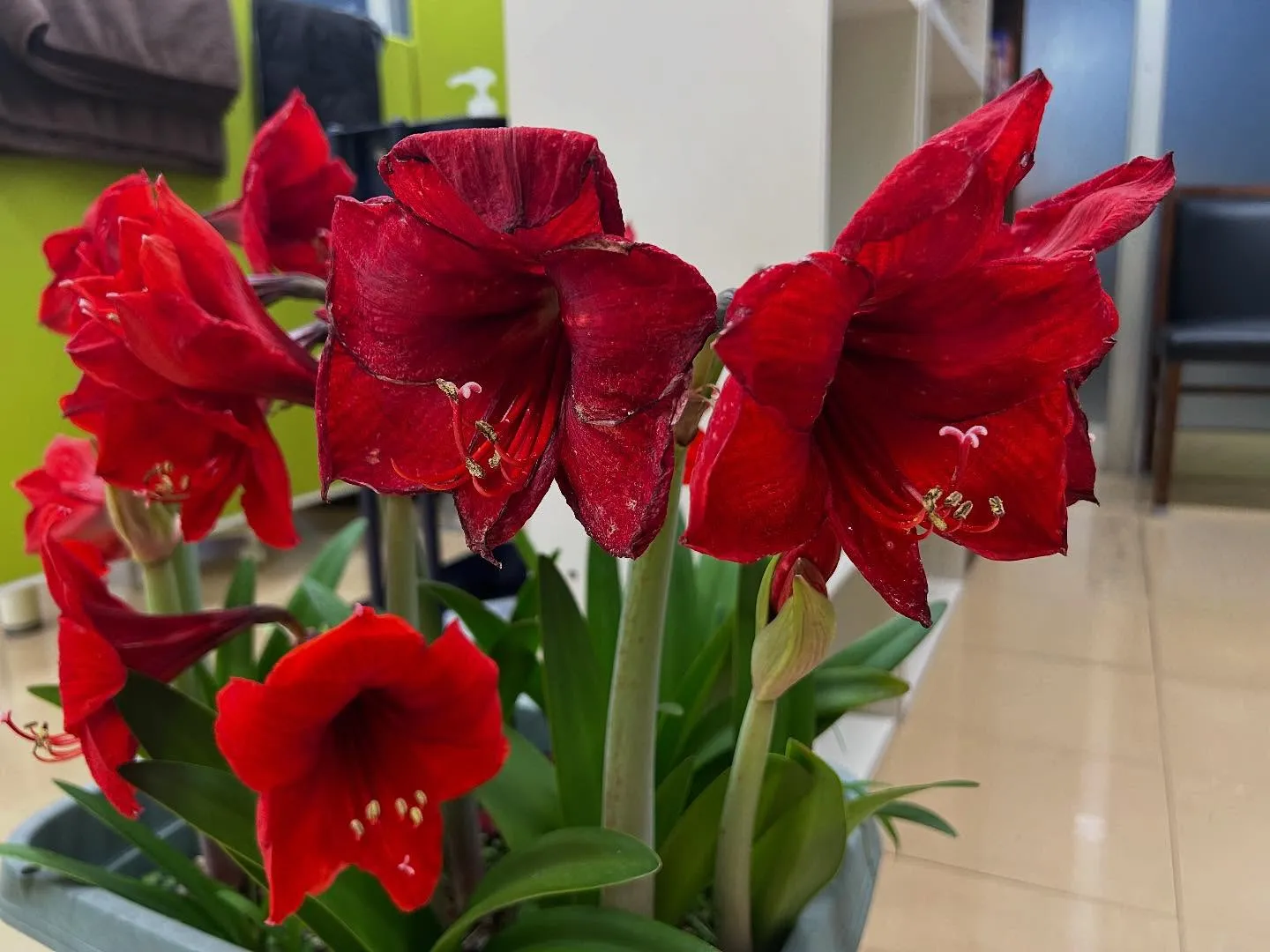 【肩こり腰痛治療するなら久留米市サザン整骨院☝️】