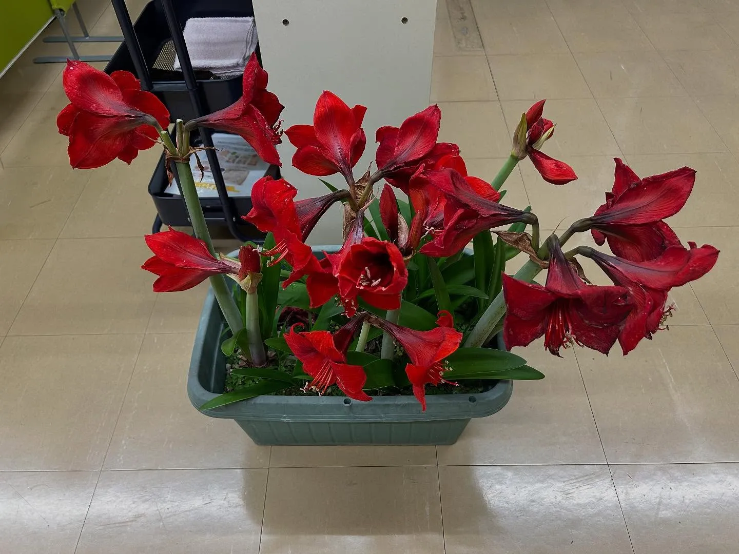 【肩こり腰痛治療するなら久留米市サザン整骨院☝️】