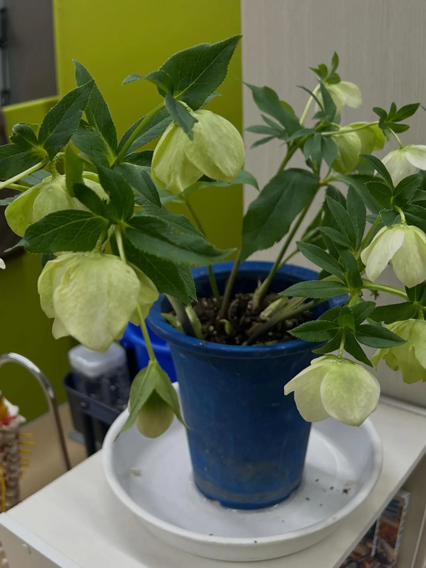 【肩こり腰痛は久留米市サザン整骨院☝️】